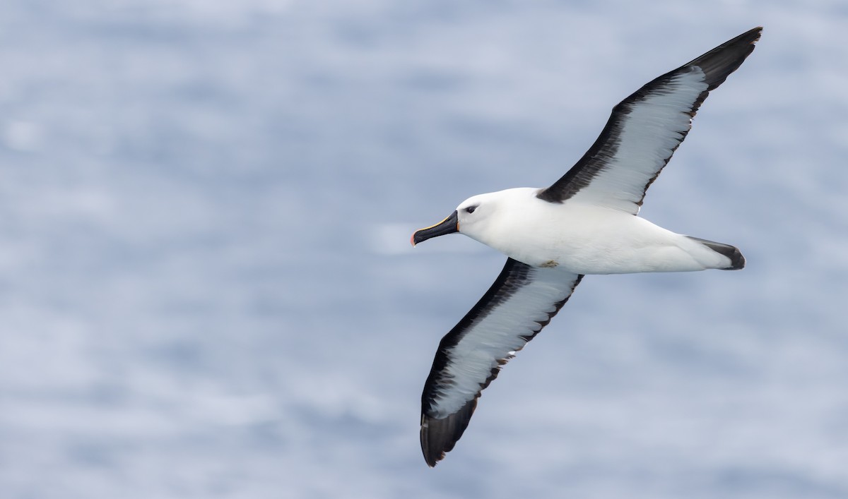 Albatros de Carter - ML642937991