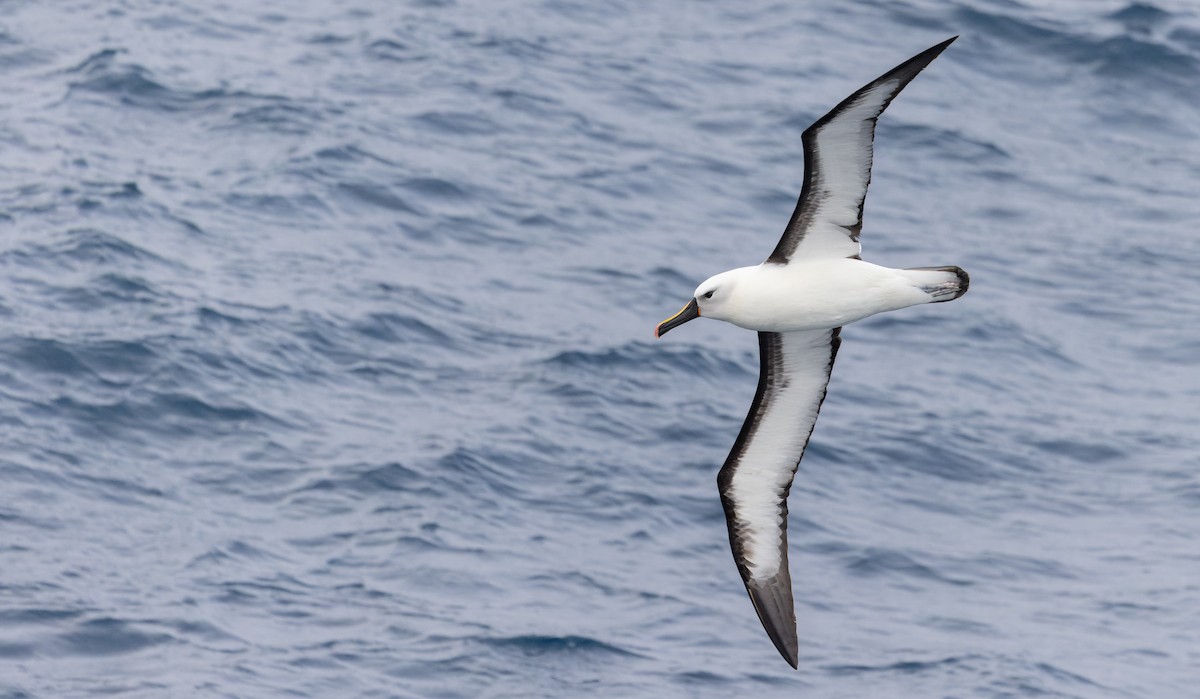 Albatros de Carter - ML642937994