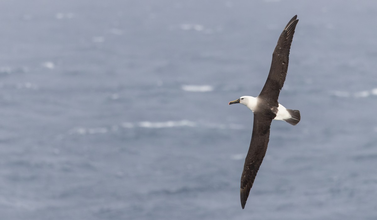 Albatros de Carter - ML642937995