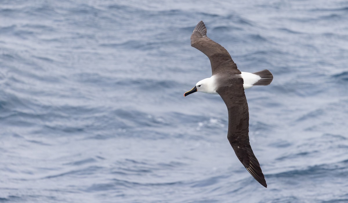 Albatros de Carter - ML642937997