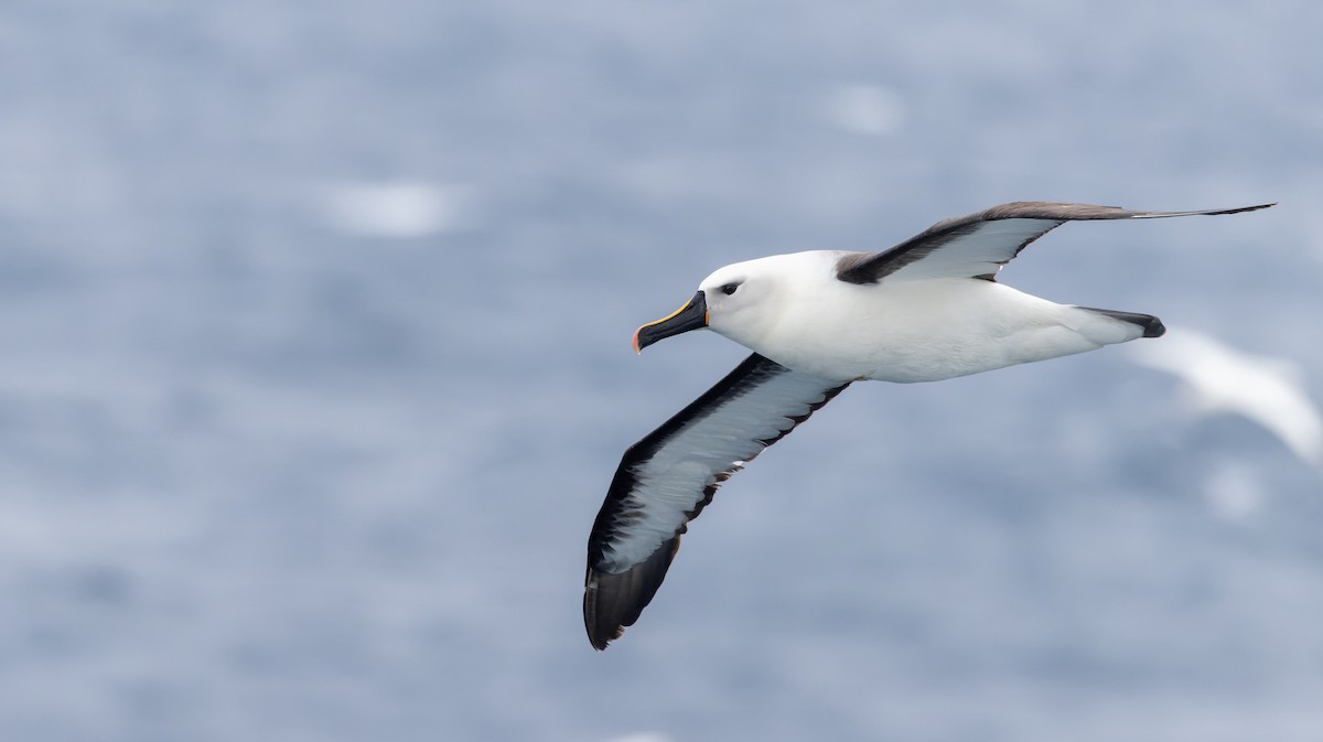 Albatros de Carter - ML642937998
