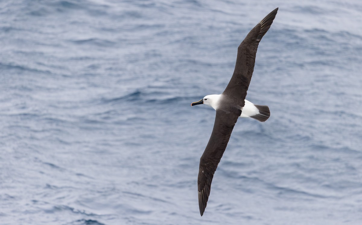 Albatros de Carter - ML642937999
