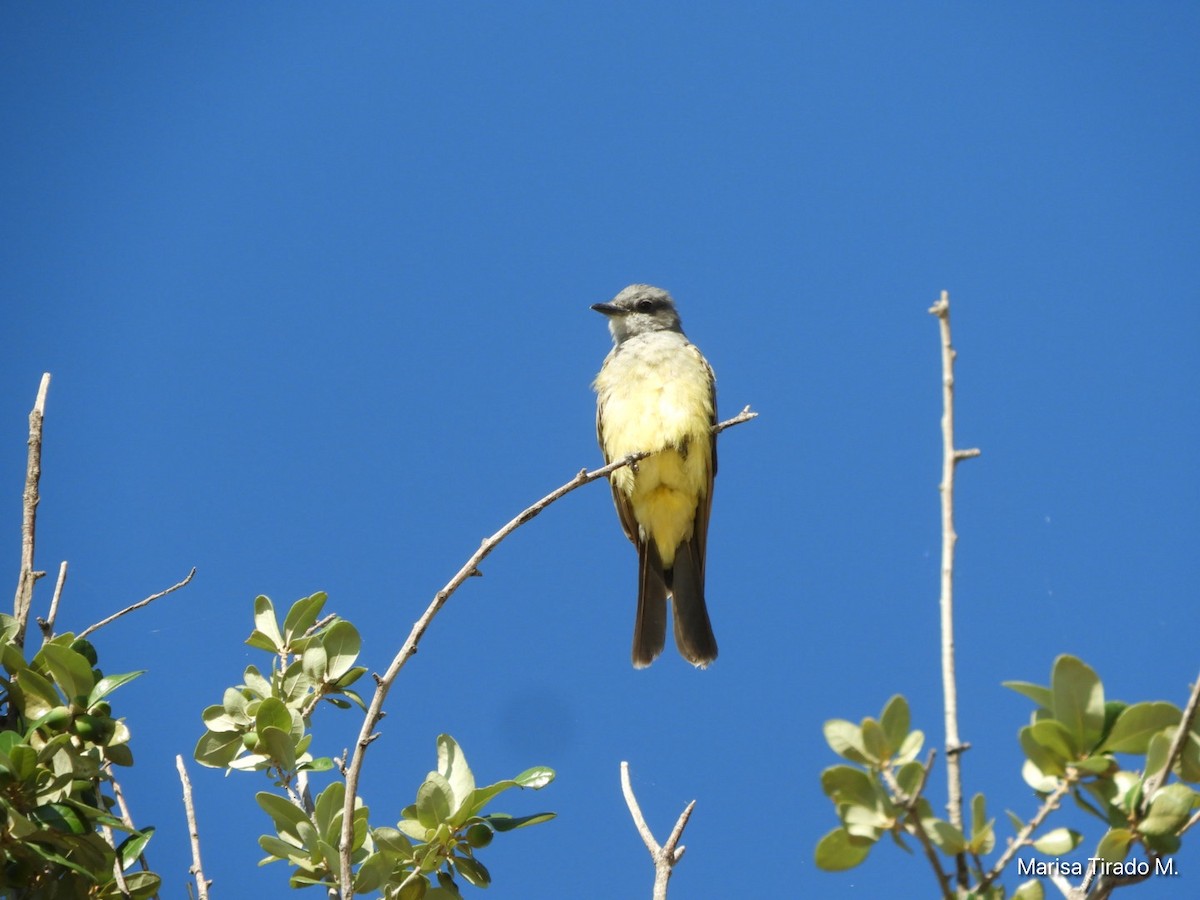 Cassin's Kingbird - ML642938001