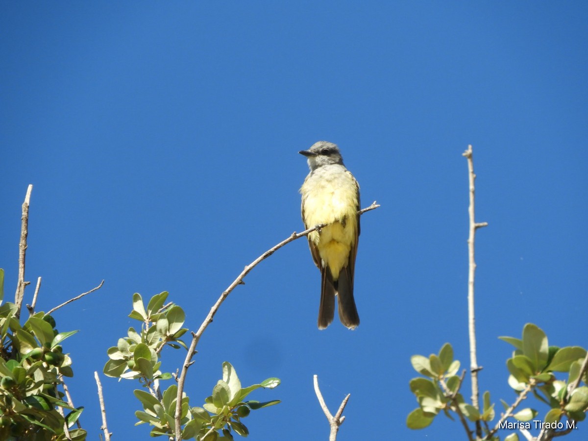 Cassin's Kingbird - ML642938002