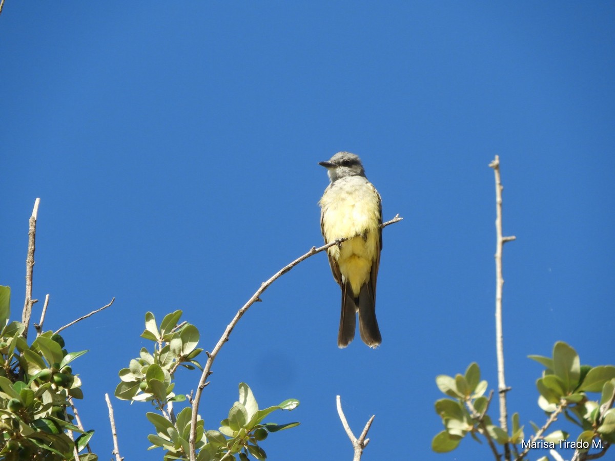 Cassin's Kingbird - ML642938003