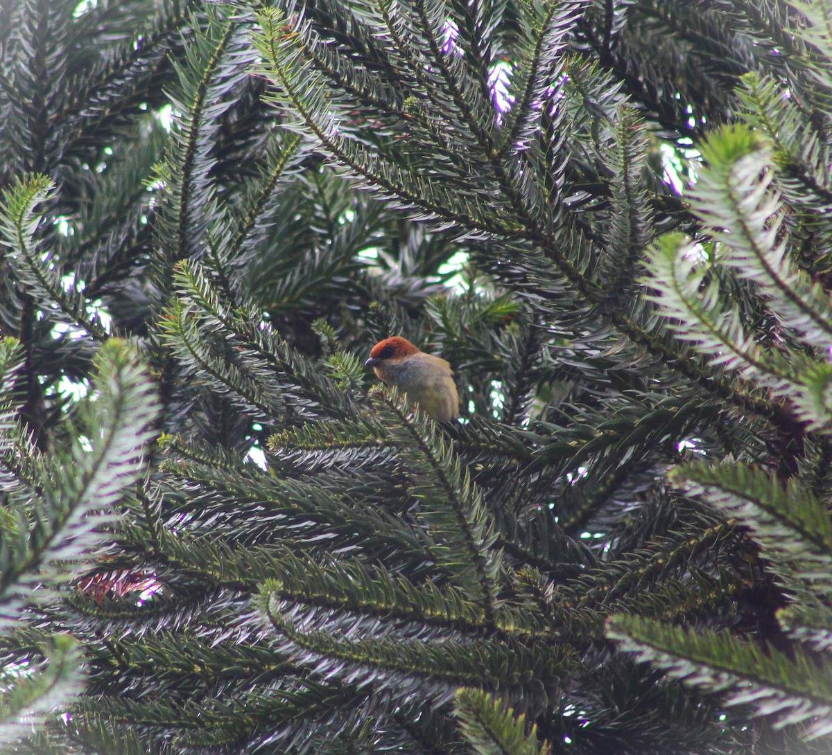 Black-backed Tanager - ML642938006