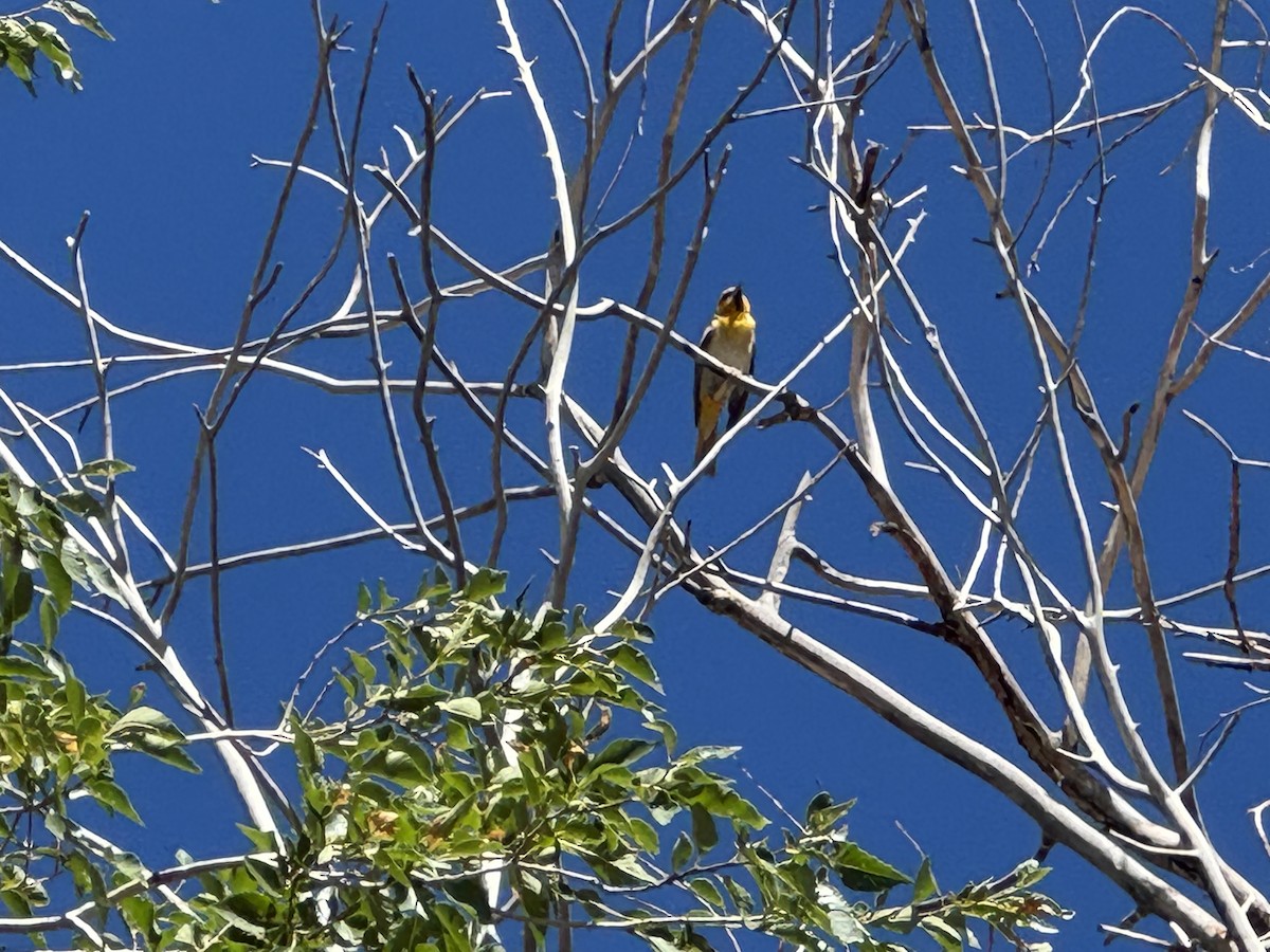 Oriole de Bullock - ML642938020