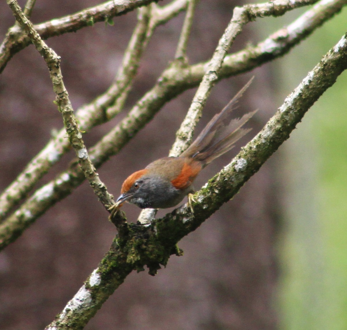 Spix's Spinetail - ML642938057