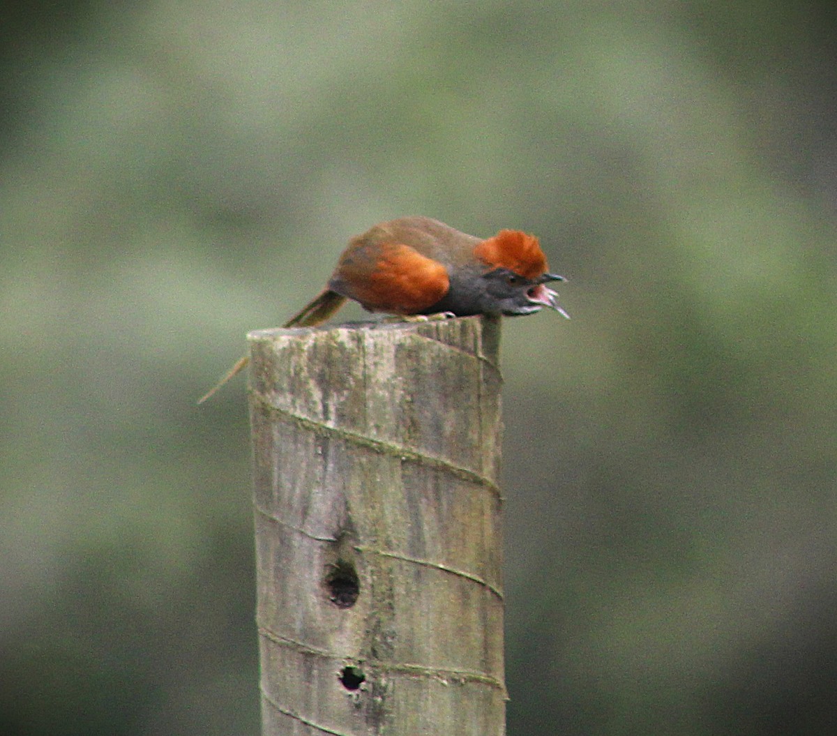 Spix's Spinetail - ML642938058