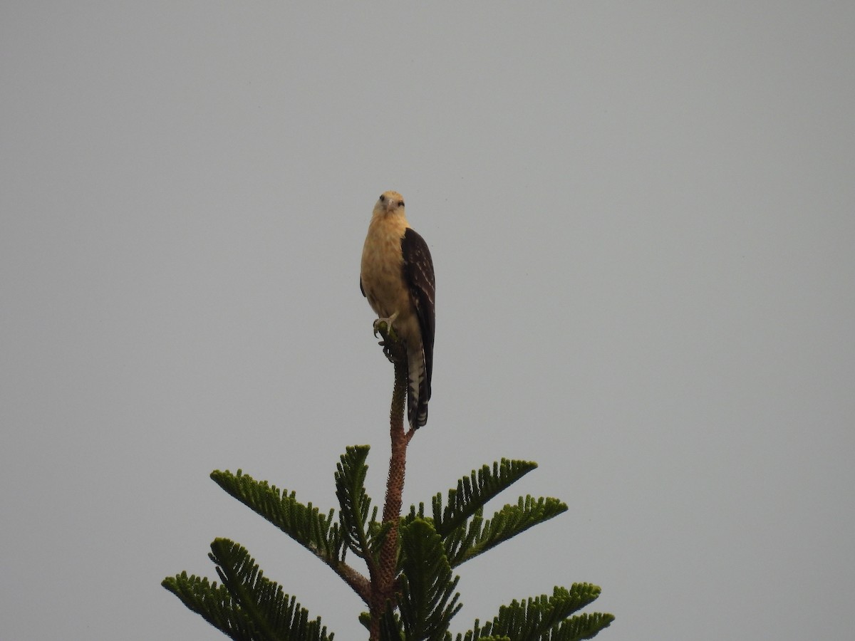 Yellow-headed Caracara - ML642938060