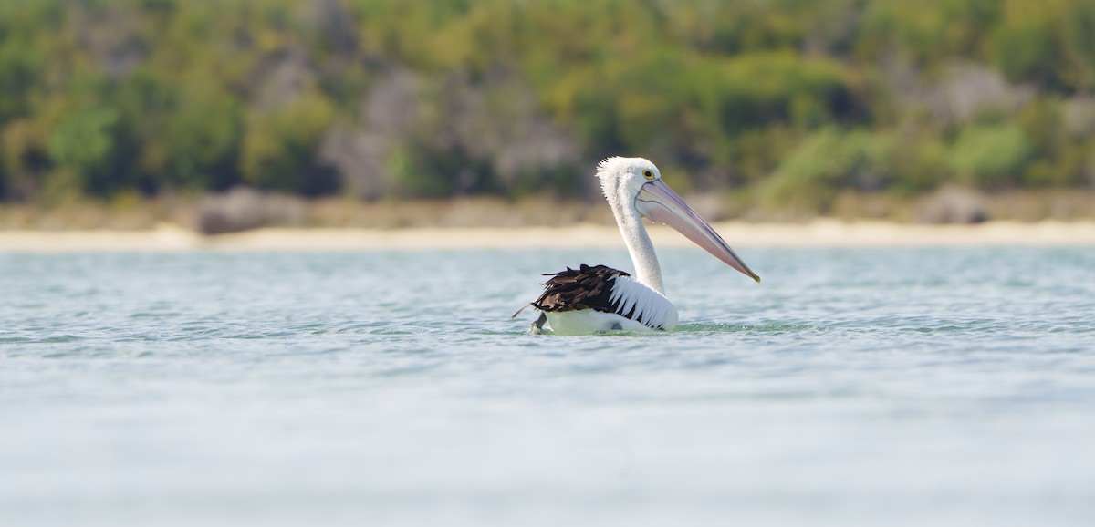 Australian Pelican - ML642938072