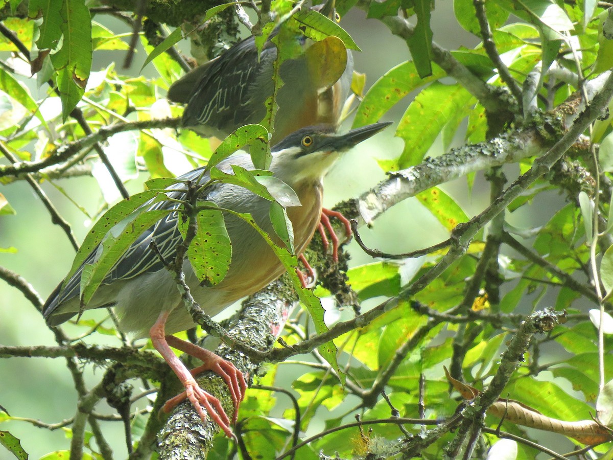 Striated Heron (South American) - ML642938089
