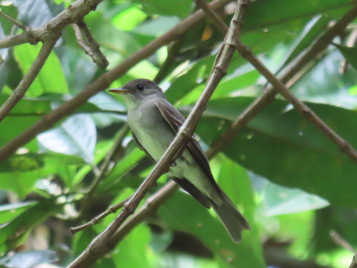 Eastern Wood-Pewee - ML642938112