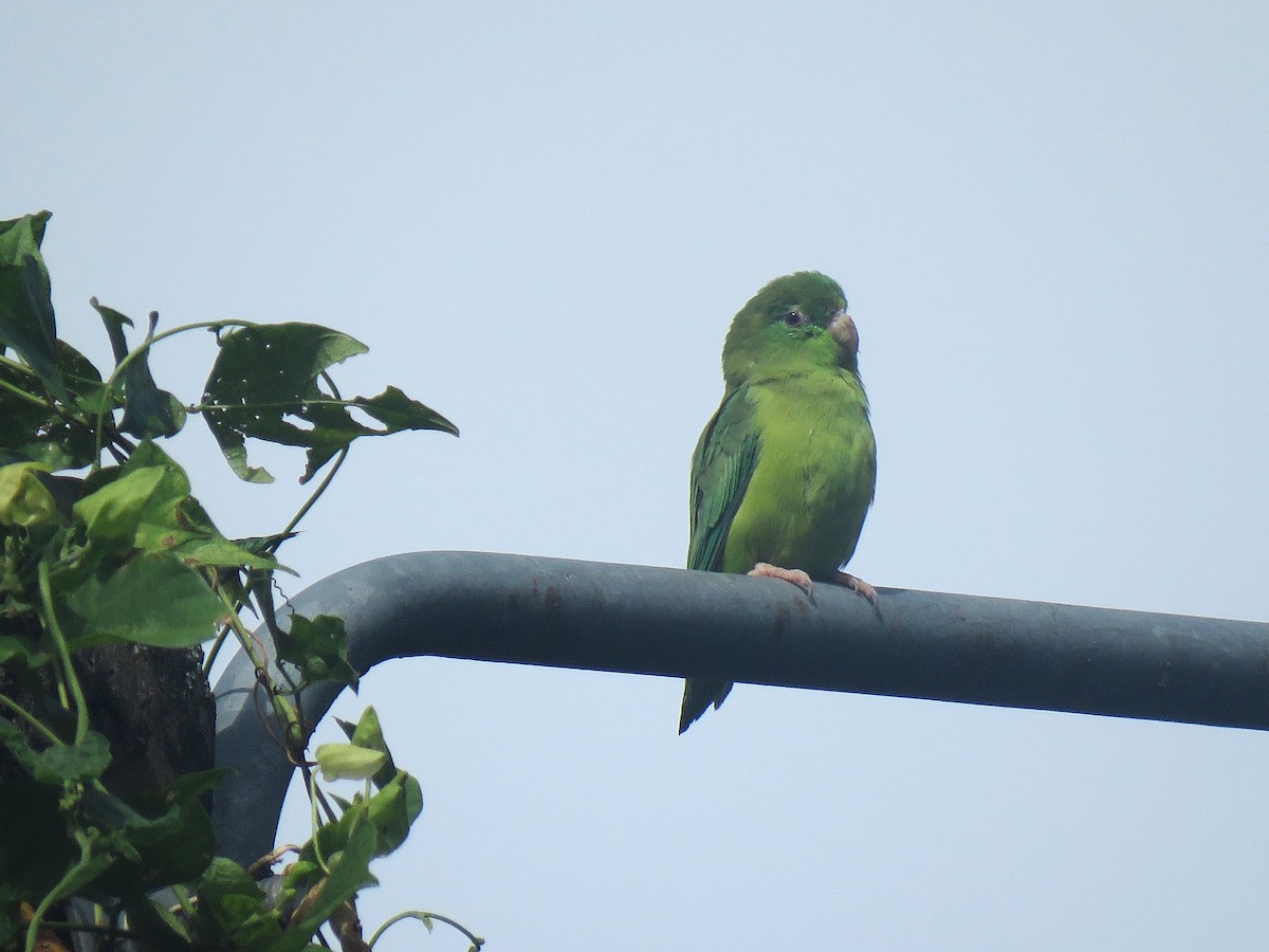 Spectacled Parrotlet - ML642938116
