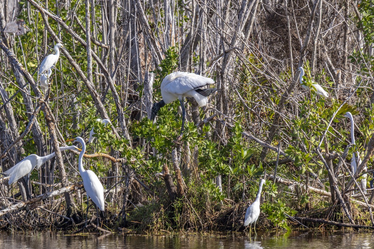 Wood Stork - ML642938122