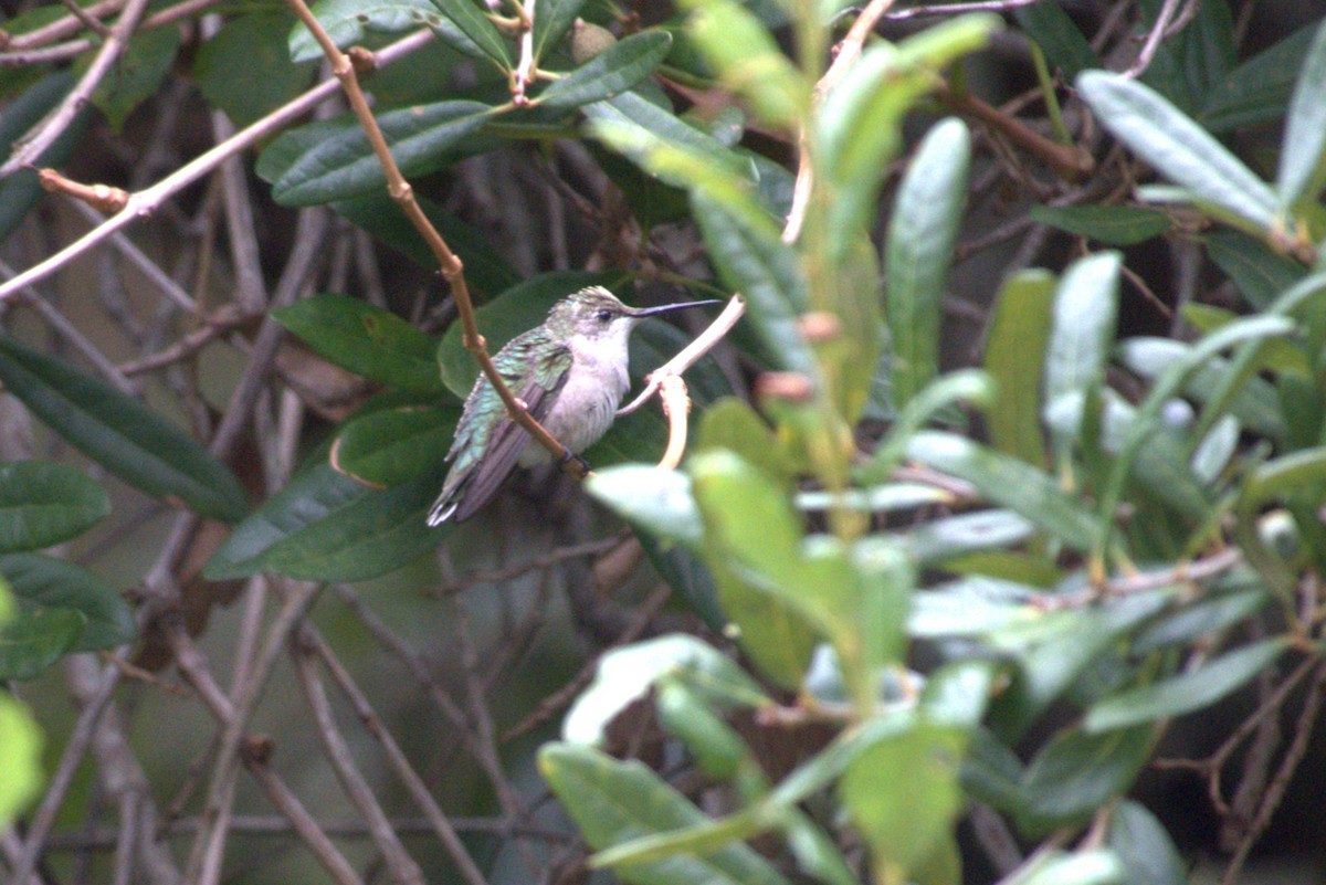 Ruby-throated Hummingbird - ML642938132