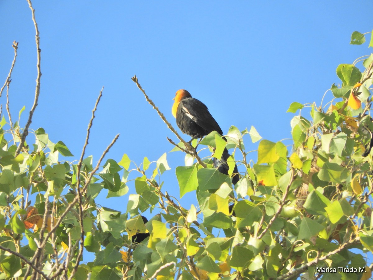 Yellow-headed Blackbird - ML642938145