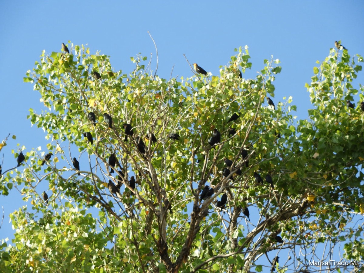 Yellow-headed Blackbird - ML642938147