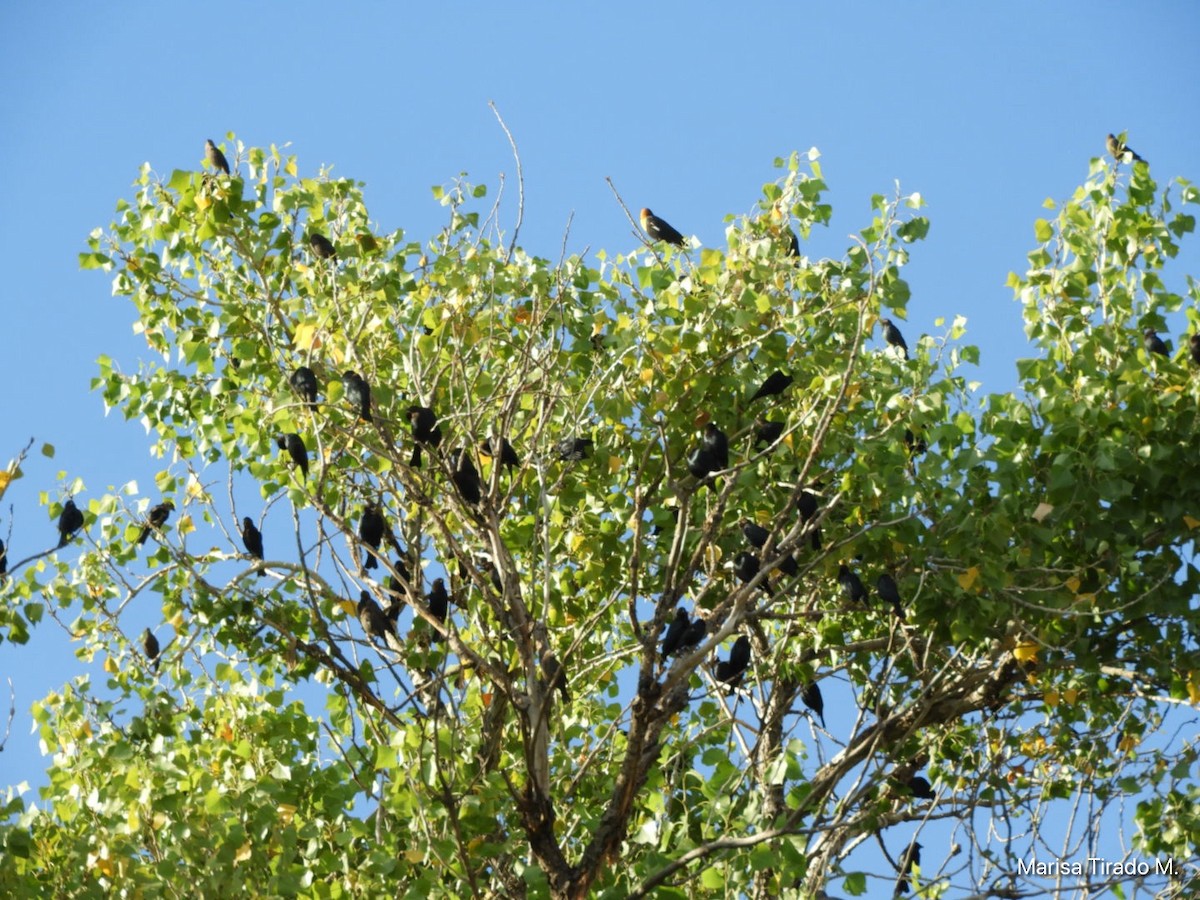 Yellow-headed Blackbird - ML642938148