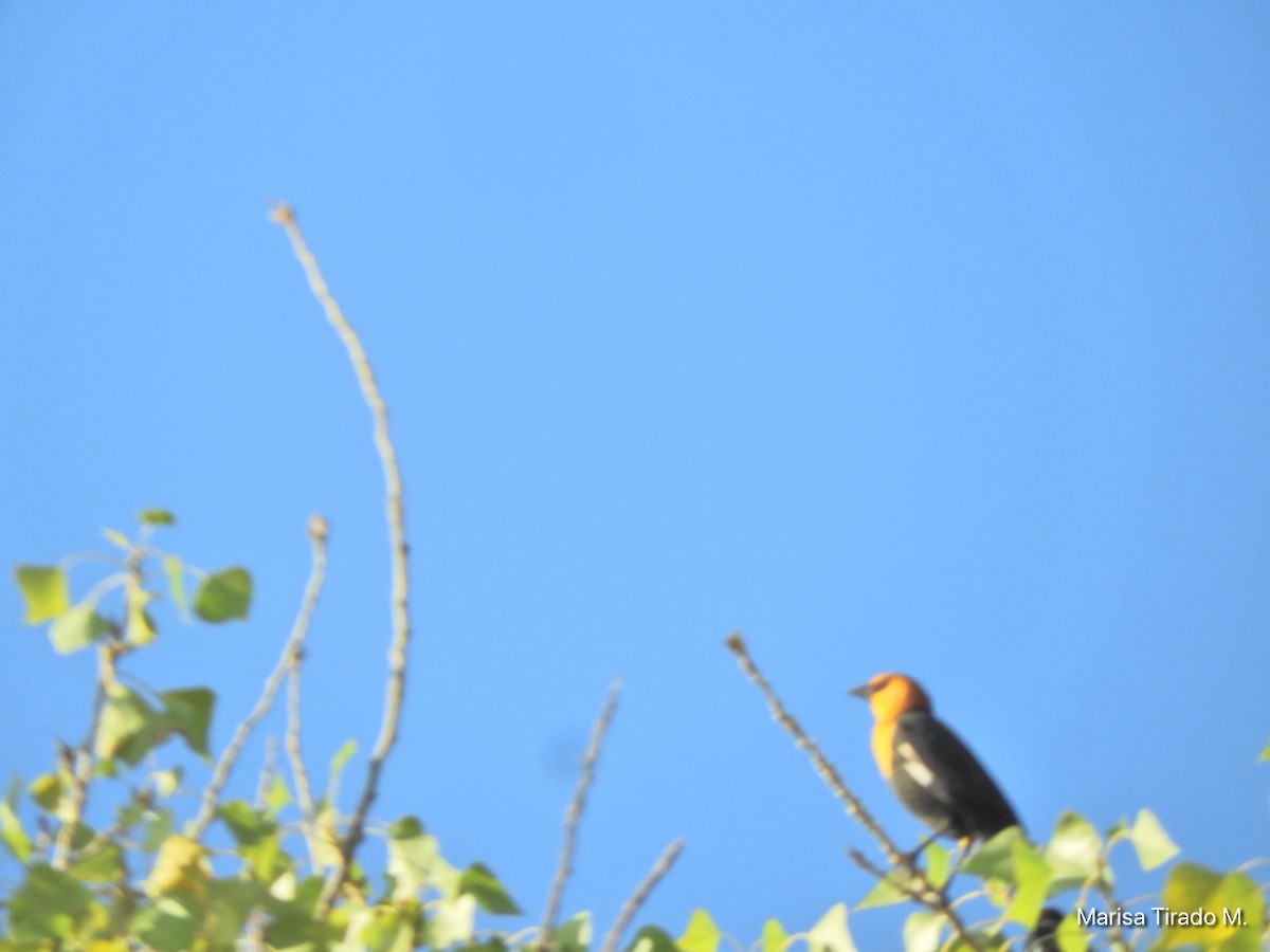 Yellow-headed Blackbird - ML642938149