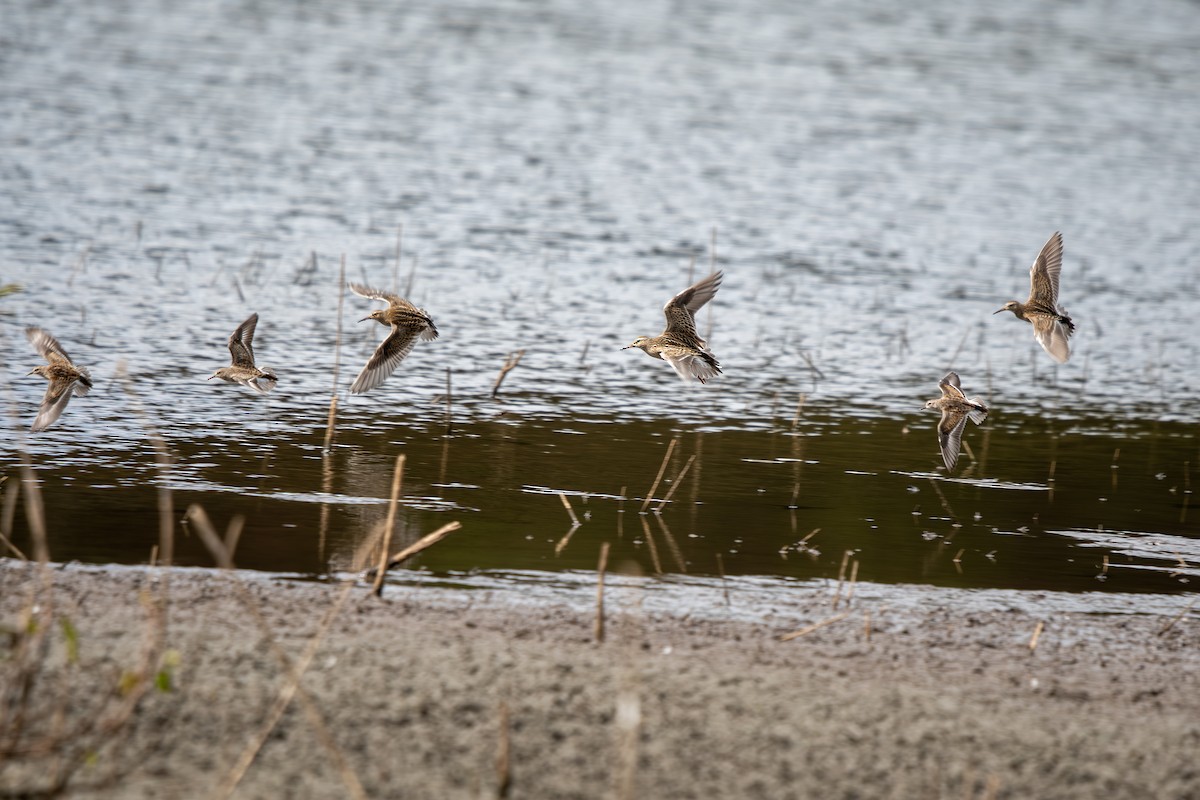Least Sandpiper - ML642938158