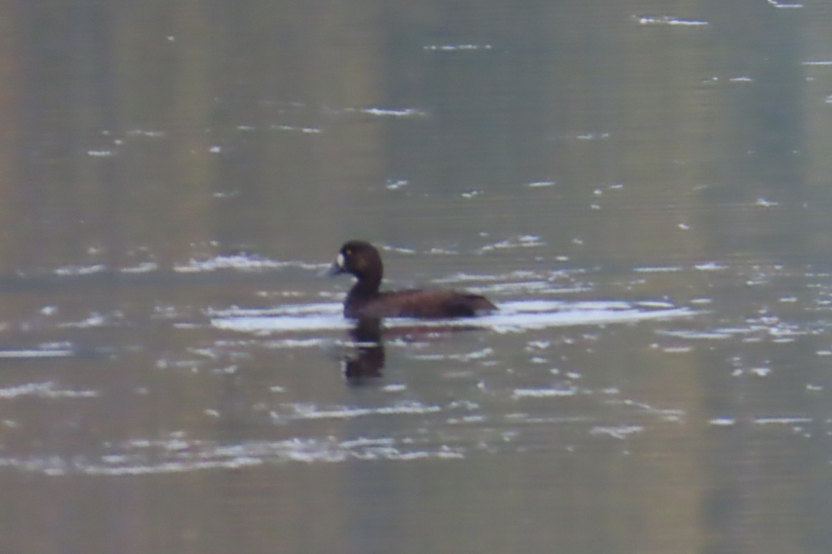 Greater Scaup - ML642938161