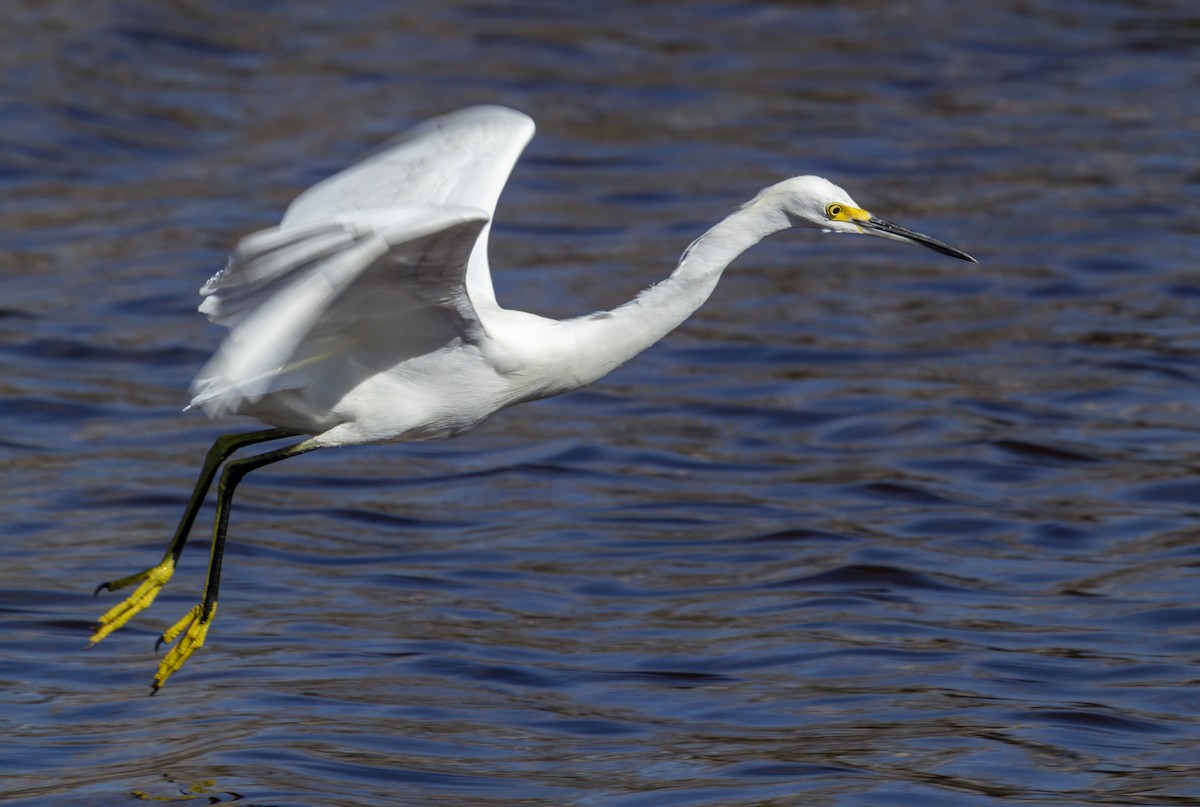 Snowy Egret - ML642938164