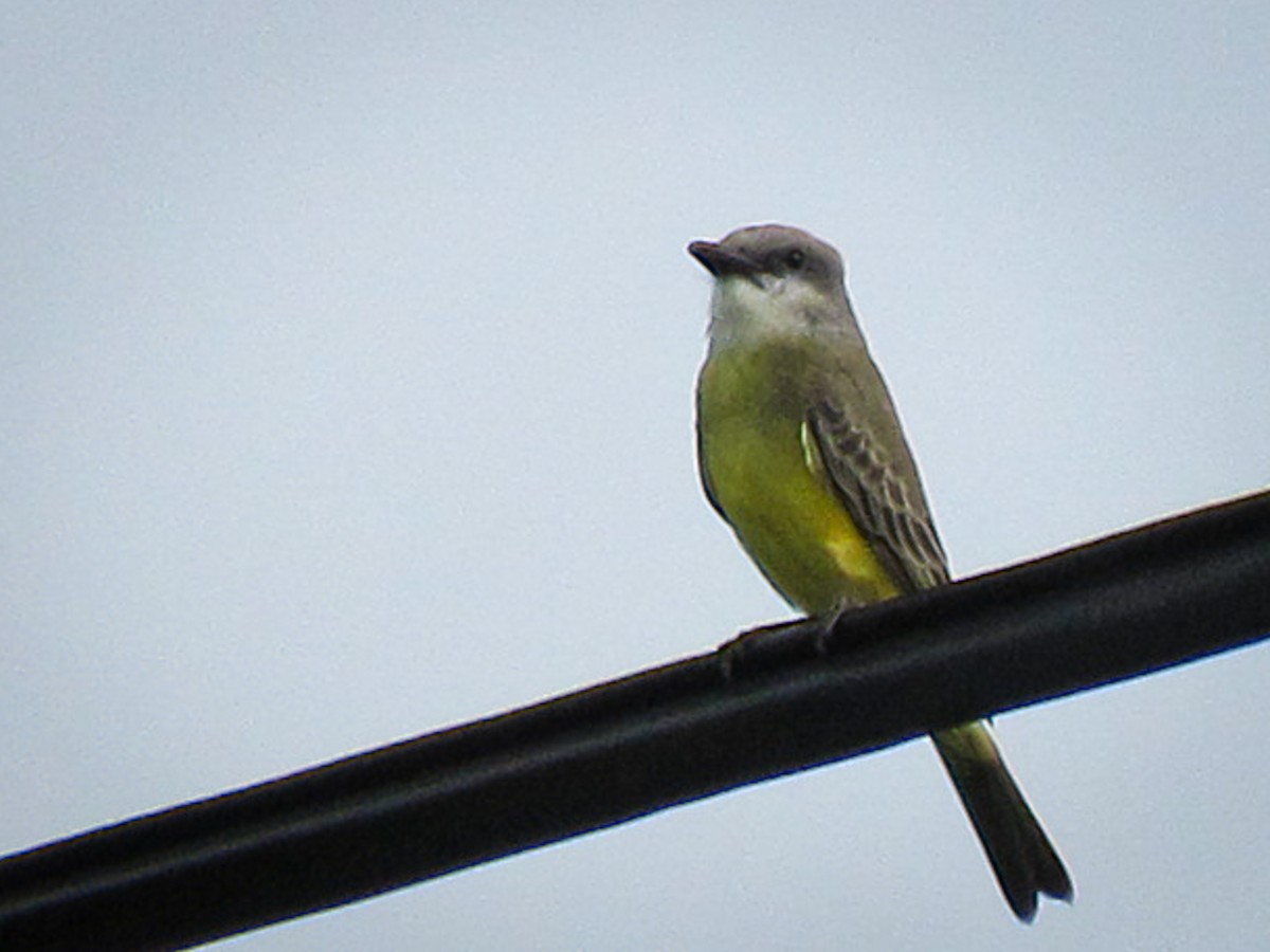 Tropical Kingbird - Ashley LaClair