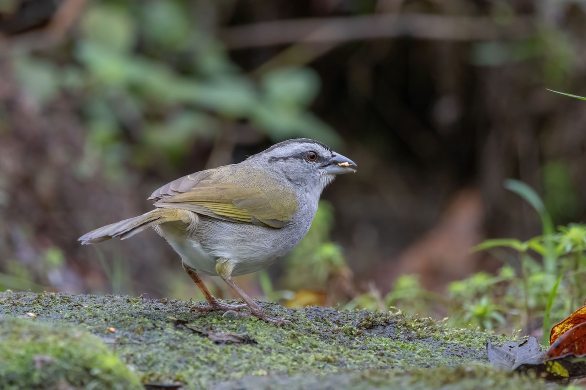 Black-striped Sparrow - ML642938179