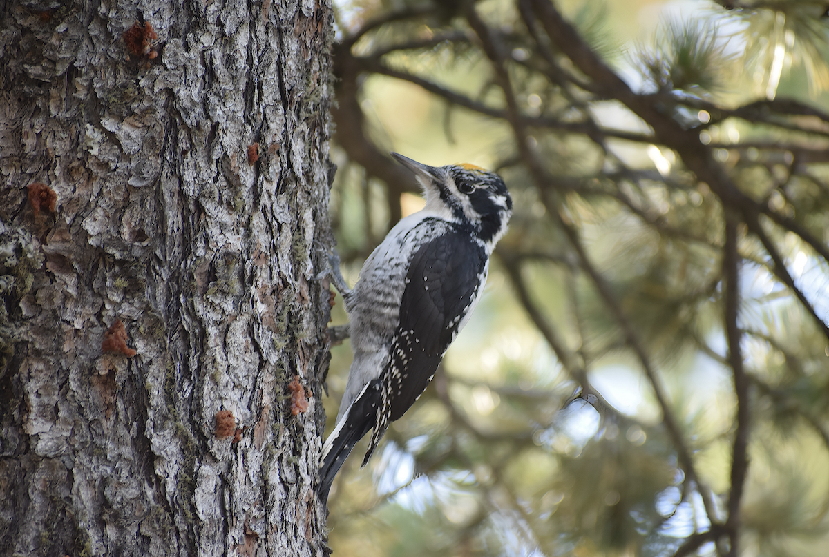 American Three-toed Woodpecker - ML642938180