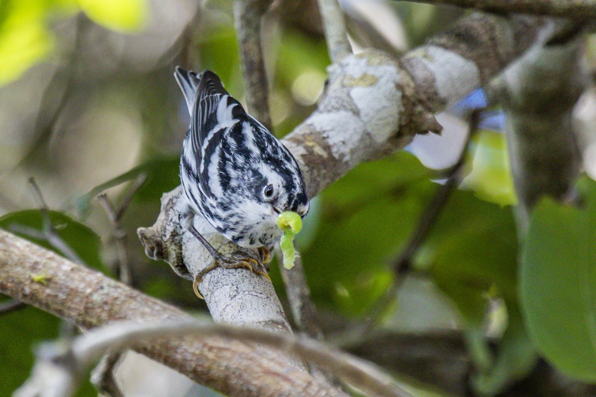 Black-and-white Warbler - ML642938181