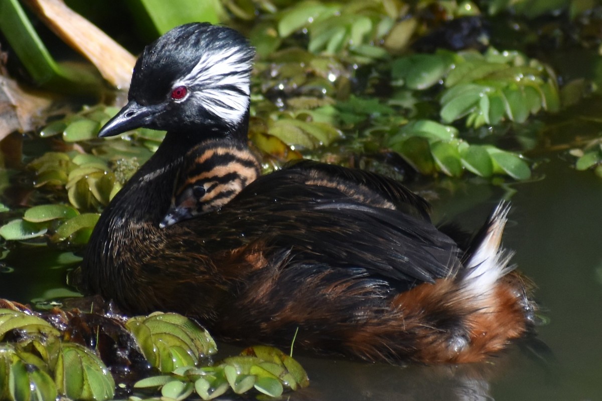 White-tufted Grebe - ML642938183