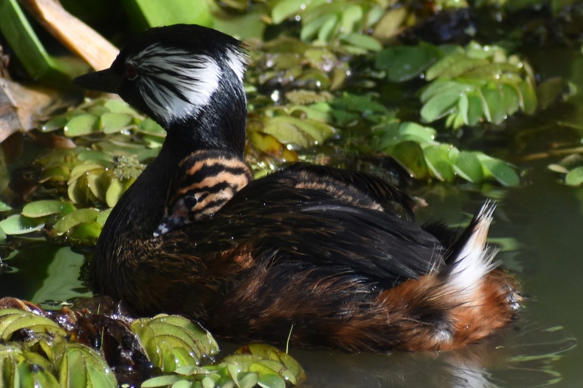 White-tufted Grebe - ML642938186