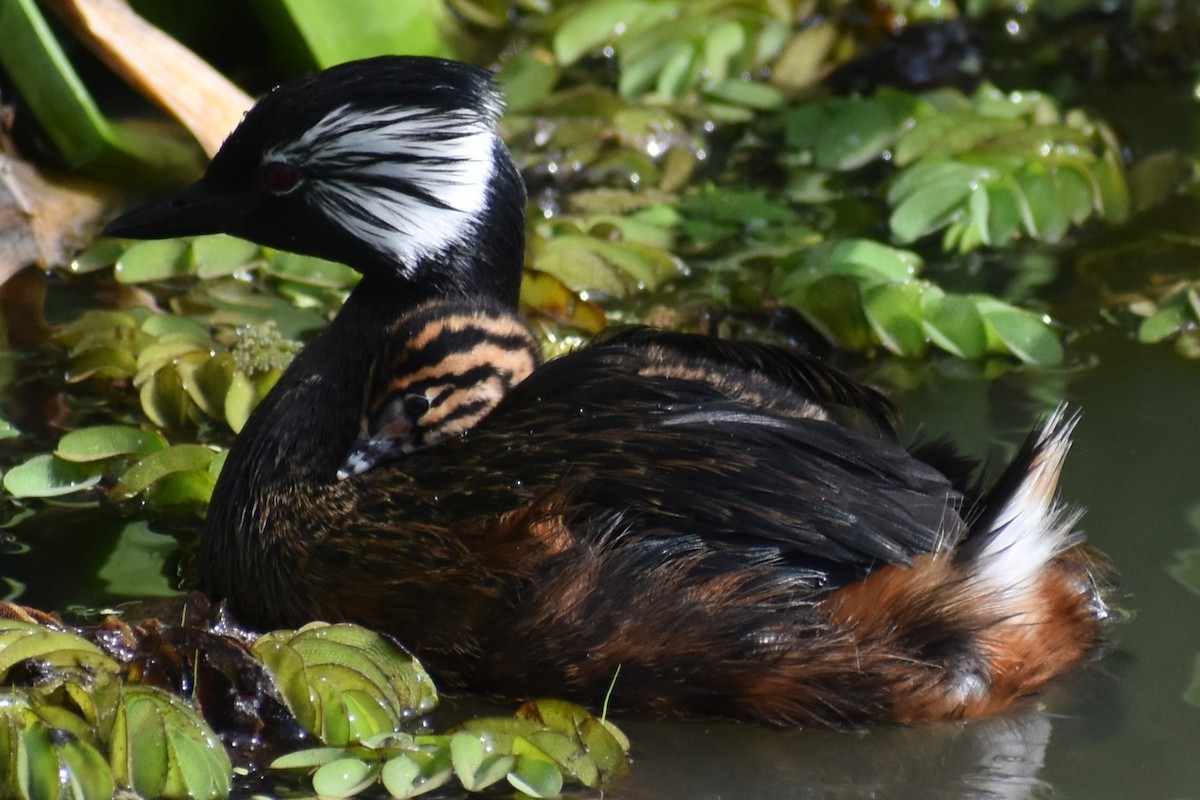 White-tufted Grebe - ML642938187