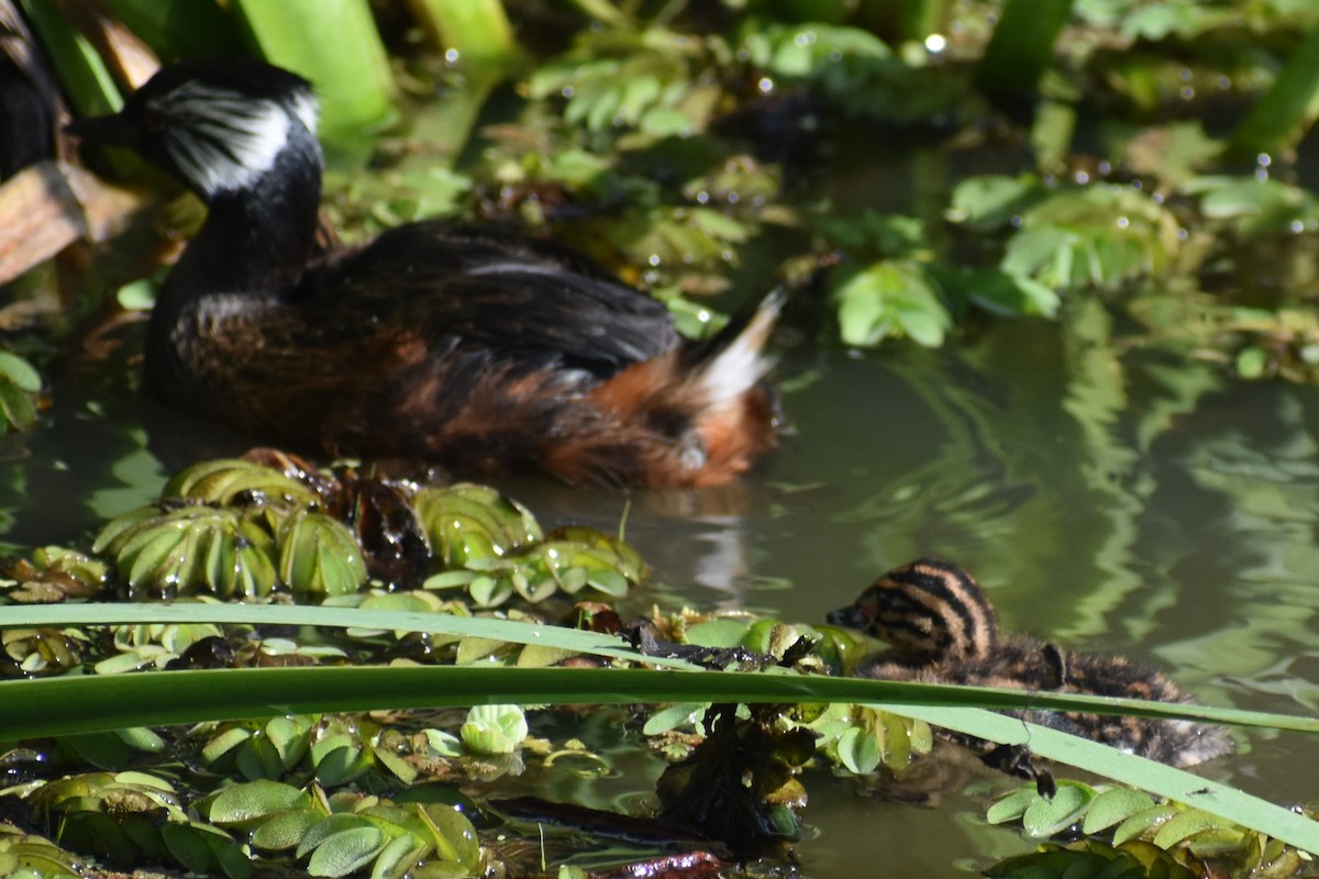 White-tufted Grebe - ML642938188