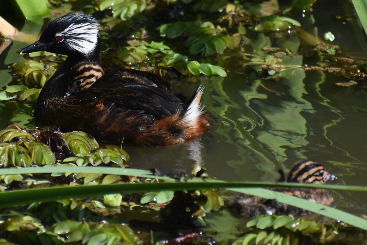 White-tufted Grebe - ML642938190