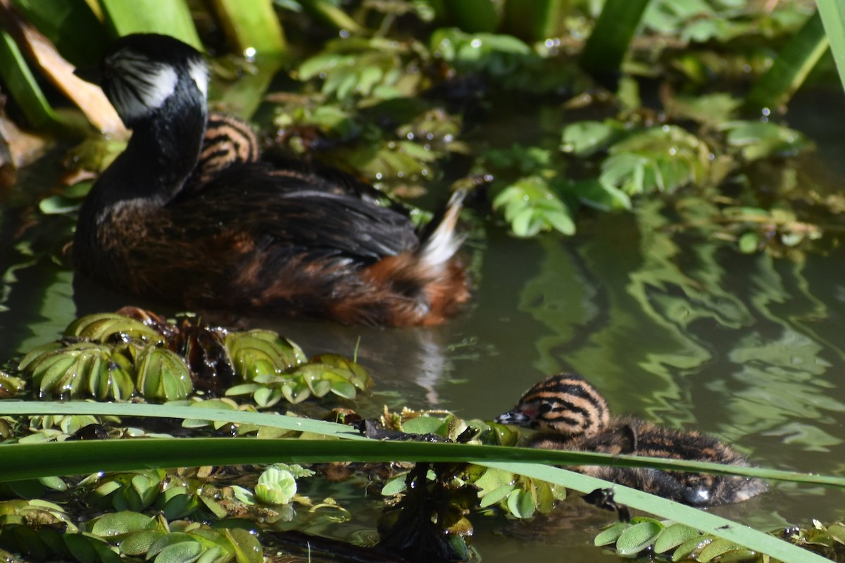 White-tufted Grebe - ML642938191