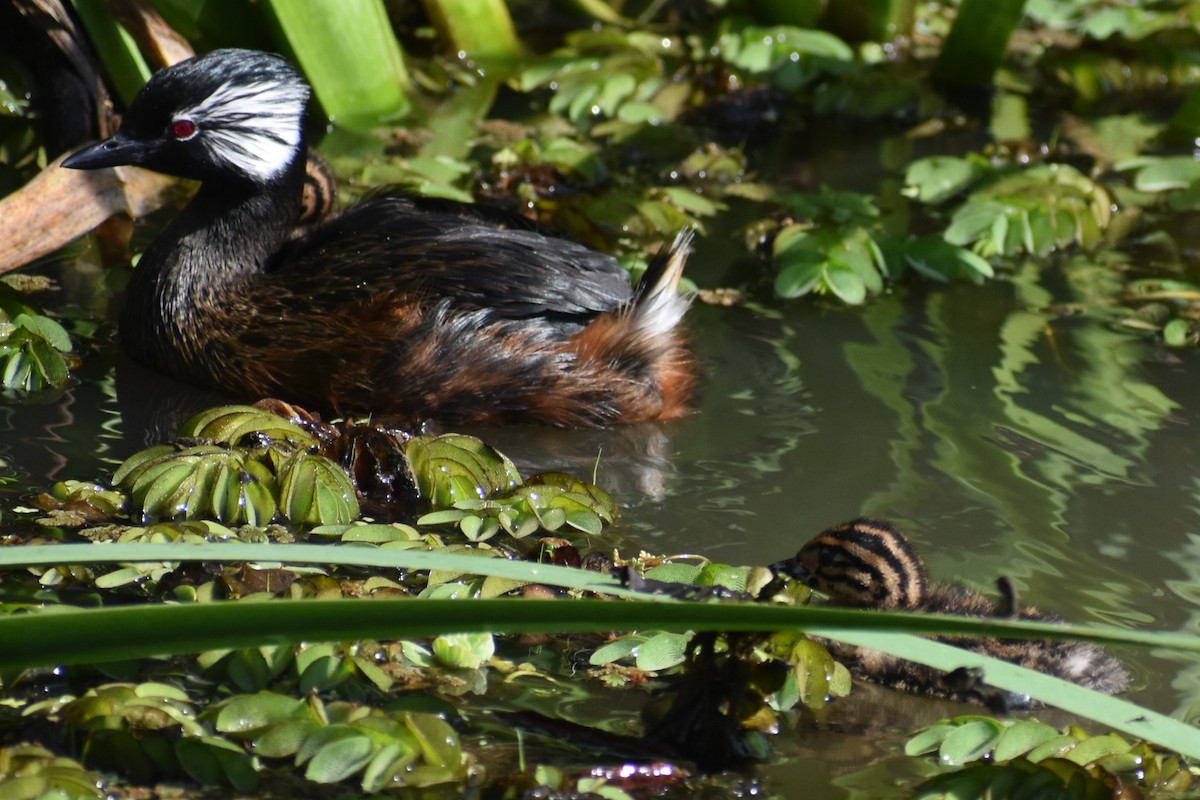 White-tufted Grebe - ML642938192