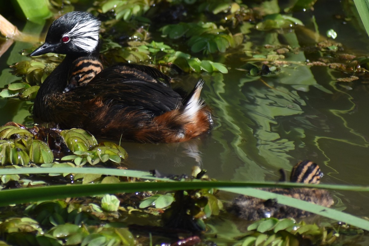 White-tufted Grebe - ML642938193