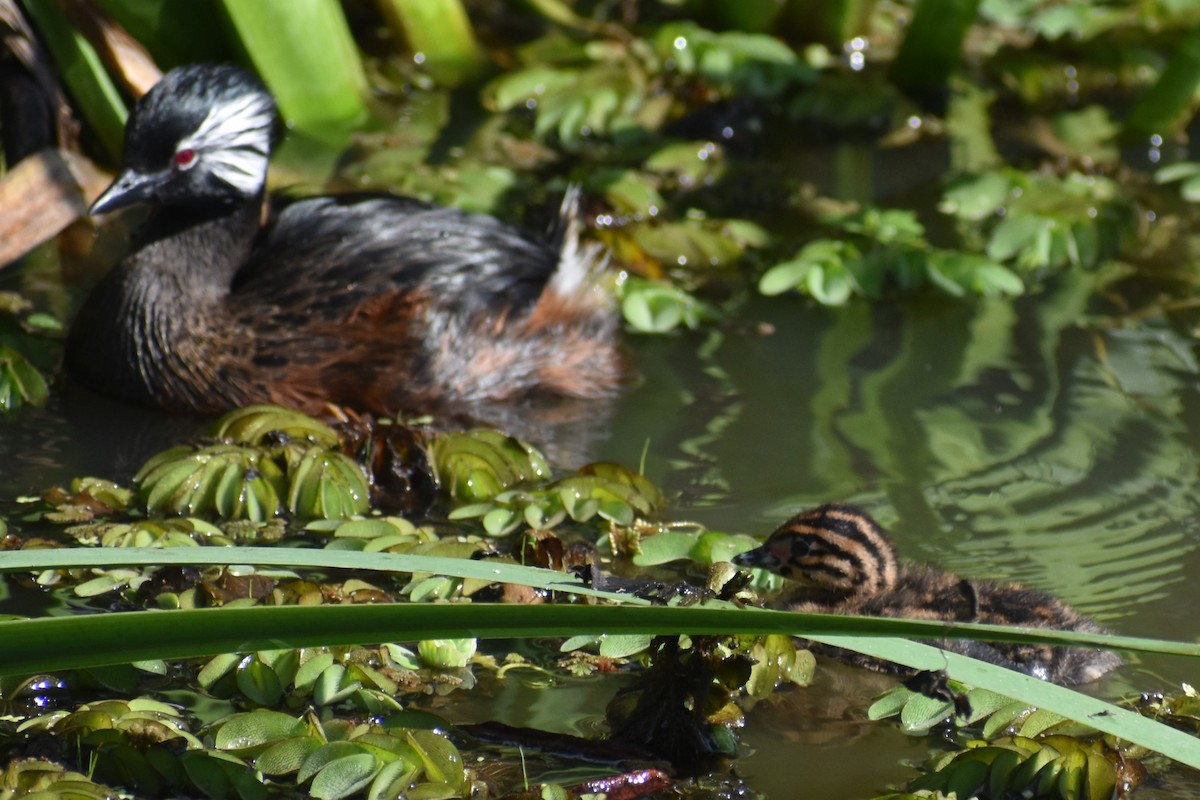 White-tufted Grebe - ML642938194