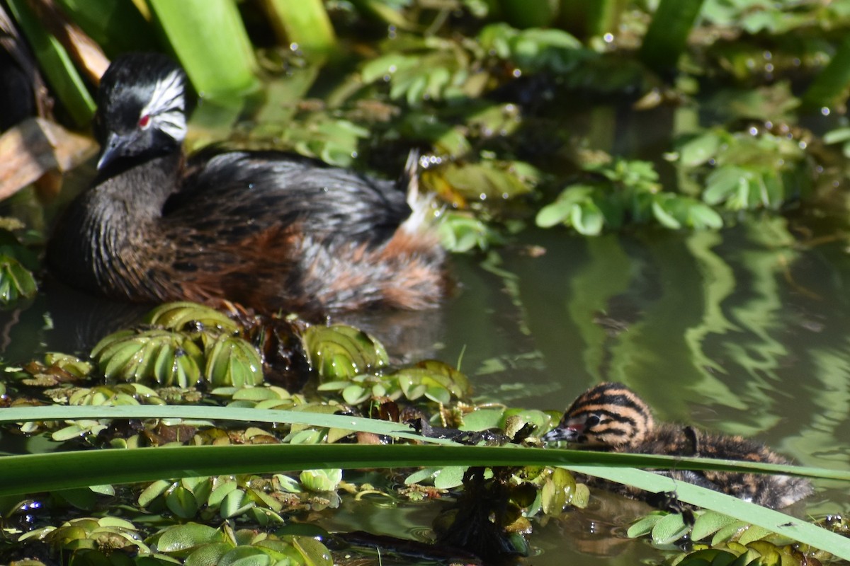 White-tufted Grebe - ML642938195
