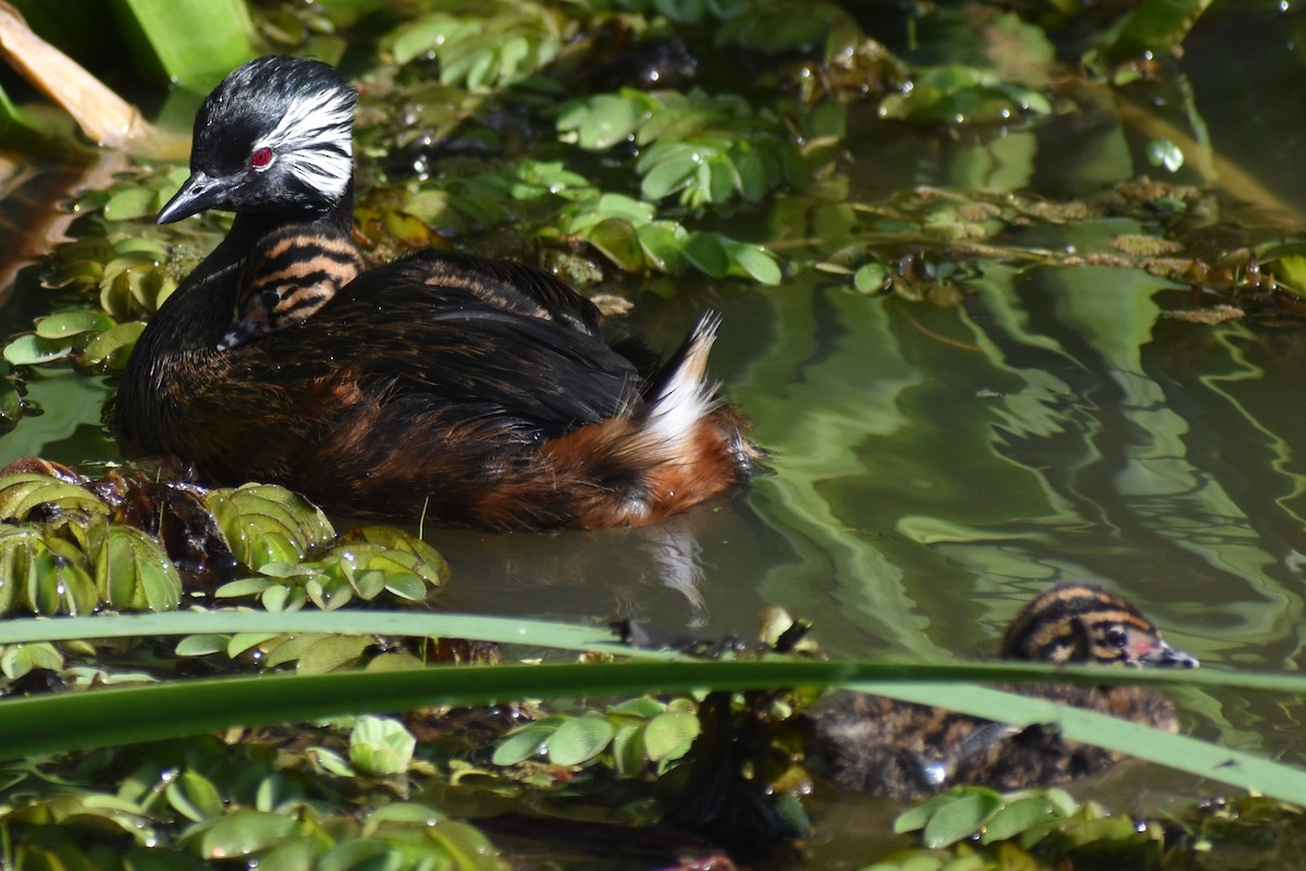White-tufted Grebe - ML642938196