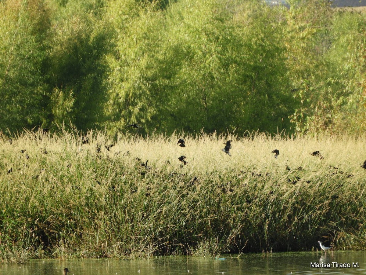 Brown-headed Cowbird - ML642938197
