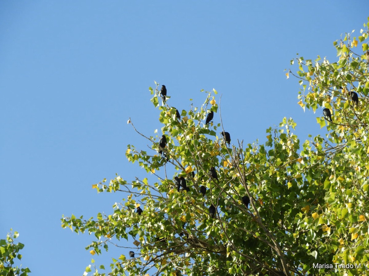 Brown-headed Cowbird - ML642938198