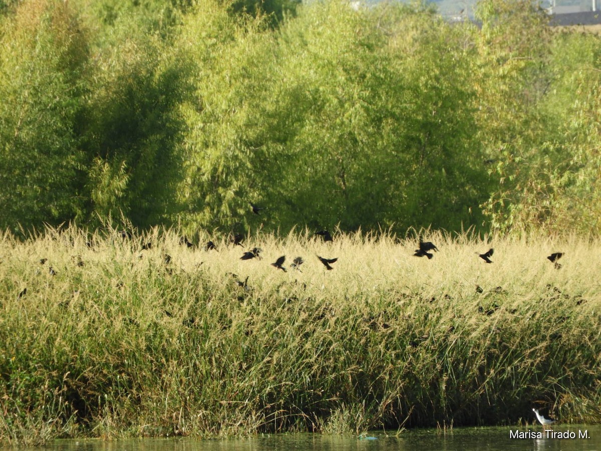 Brown-headed Cowbird - ML642938200