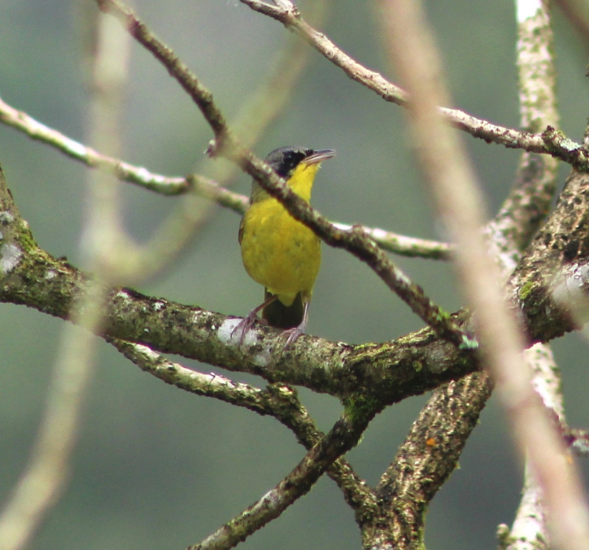 Southern Yellowthroat - ML642938201