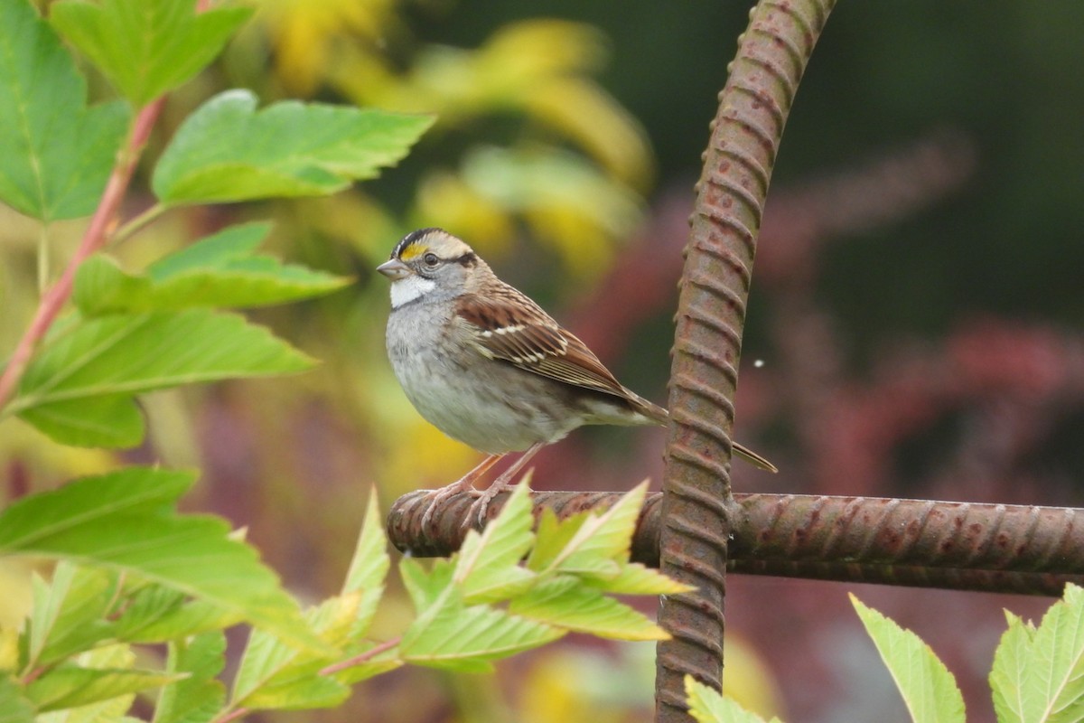 White-throated Sparrow - ML642938202