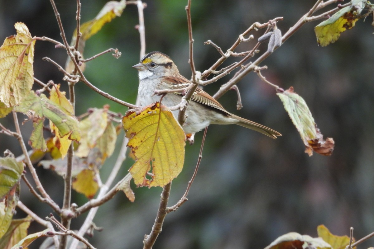 White-throated Sparrow - ML642938203