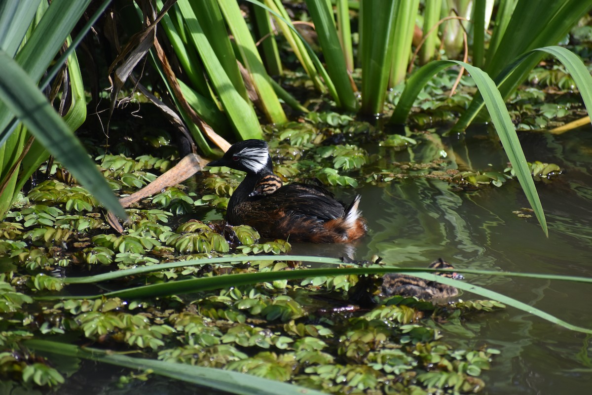 White-tufted Grebe - ML642938204