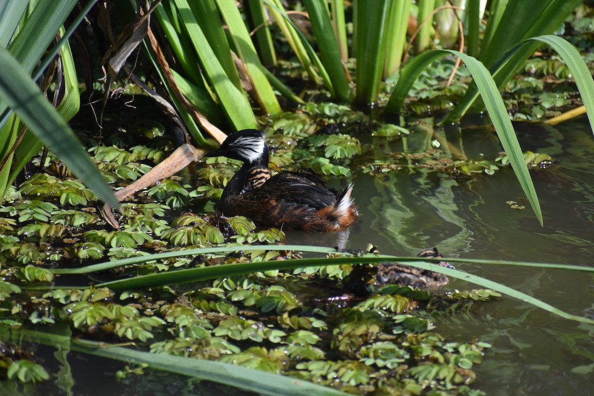 White-tufted Grebe - ML642938205